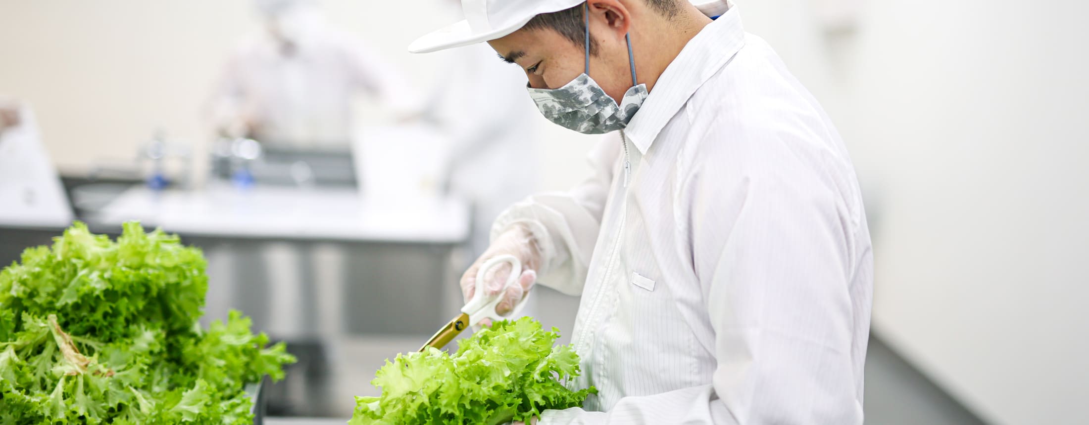 Program.01 水耕栽培作業（就労継続支援B型）